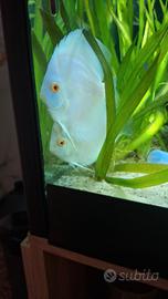 Coppia discus giovane