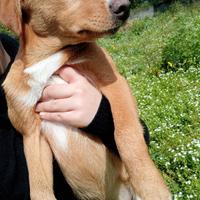 Cucciola addata a te