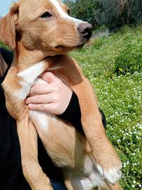 Cucciola addata a te