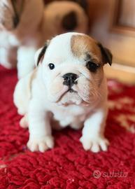 Cuccioli bulldog inglese