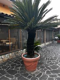 Cycas