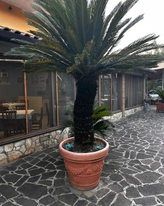 Cycas