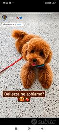 Barboncino Toy per monta