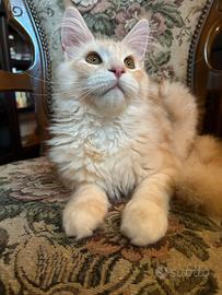 Maine Coon da Allevamento con affisso Code D'ar