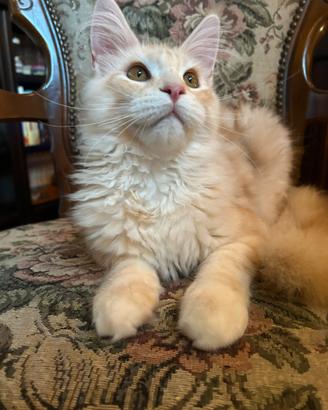 Maine Coon da Allevamento con affisso Code D'ar