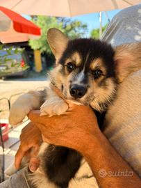 Ciccioli welsh Corgi Pembroke