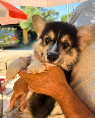 Ciccioli welsh Corgi Pembroke
