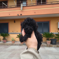 Barboncino mini toy nero maschio