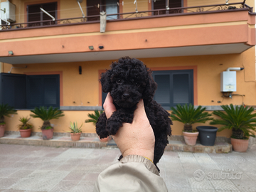 Barboncino mini toy nero maschio