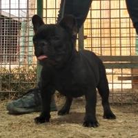 Bulldog francese cucciolona