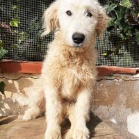 Cucciolo abbandonato spinone italiano