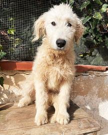 Cucciolo abbandonato spinone italiano