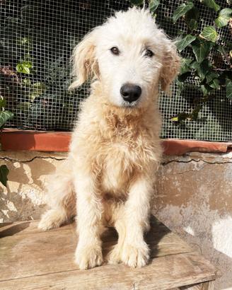 Cucciolo abbandonato spinone italiano