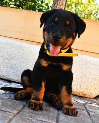 Cucciola PASTORE di BEAUCE nero focata