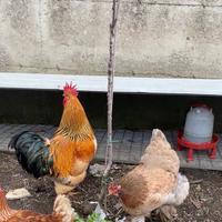 Prenotazioni pulcini Brahma o incroci con ovaiola