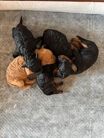 Barboncino
