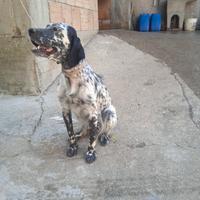 Femmina setter 16 mesi