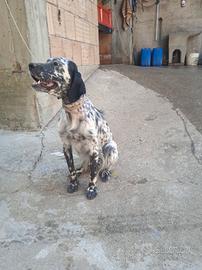 Femmina setter 16 mesi