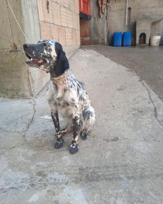 Femmina setter 16 mesi