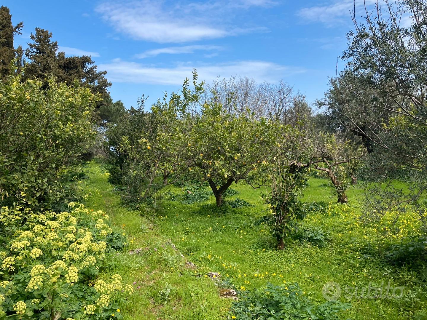 Terreno collinare - Vista 4