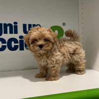 Maltipoo rosso mini mini toy barboncino maltese