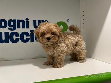 Maltipoo rosso mini mini toy barboncino maltese