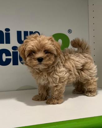 Maltipoo rosso mini mini toy barboncino maltese