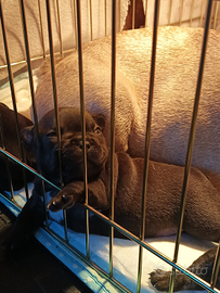 Bouledogue buldog francese