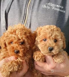 Barboncini toy e nani fulvi (red albicocca)