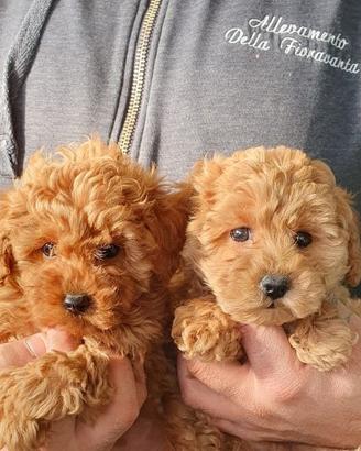 Barboncini toy e nani fulvi (red albicocca)