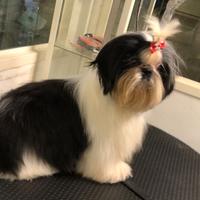 Cane femmina Shih Tzu nato nel 2024