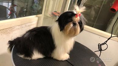 Cane femmina Shih Tzu nato nel 2024