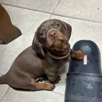 Bassotto kaninchen cioccolato