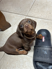 Bassotto kaninchen cioccolato