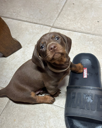 Bassotto kaninchen cioccolato