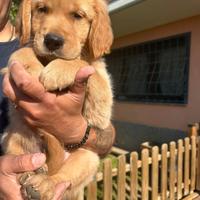 Cuccioli Golden Retriever