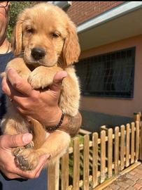 Cuccioli Golden Retriever