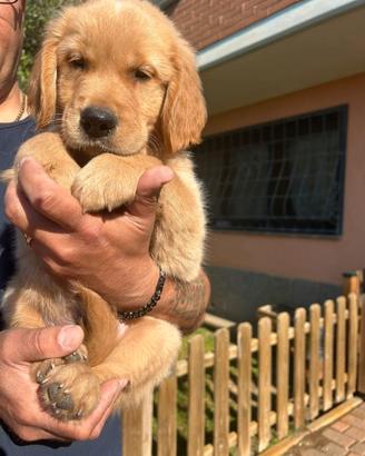 Cuccioli Golden Retriever