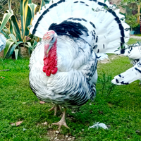 Tacchini ermellinati di Rovigo