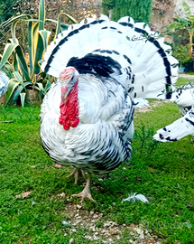 Tacchini ermellinati di Rovigo