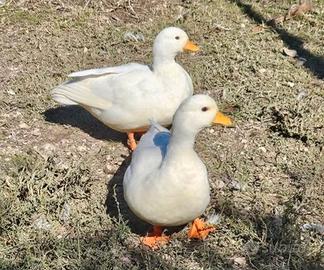 Call duck