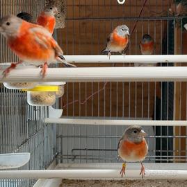 Cardinalino del Venezuela