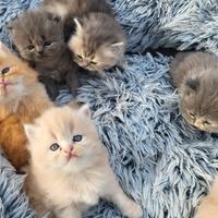 Splendidi cuccioli di gatto persiano