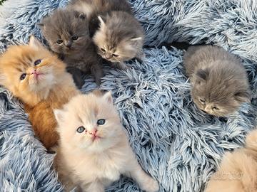 Splendidi cuccioli di gatto persiano