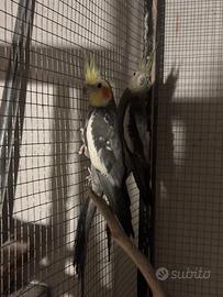 Pappagalli calopsite