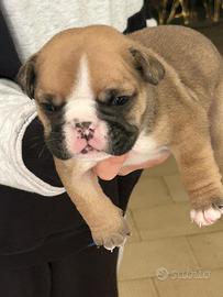 Bulldog inglese