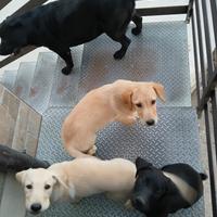 Cuccioli di labrador