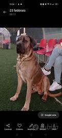 Cane corso Formentino