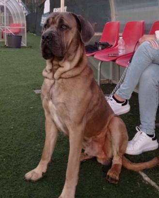 Cane corso Formentino