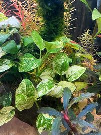 Anubias nana pinto